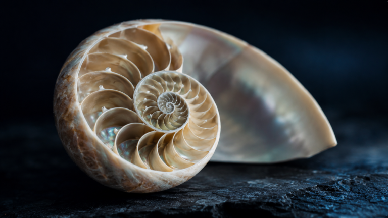 insuffle-nautile-spirale-croissance-organisation